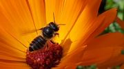 LTO boerenerf place to bee wilde bijen en hommels biodiversiteit