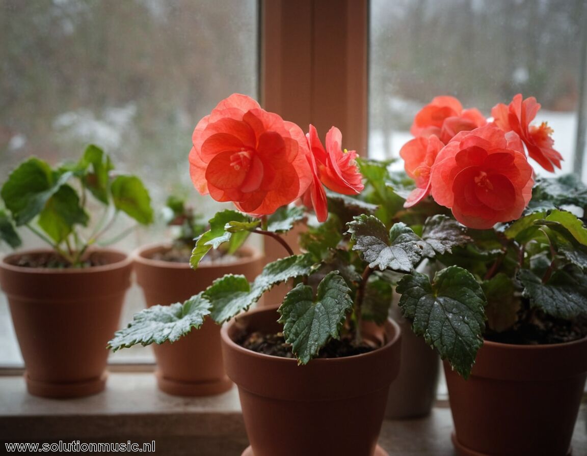 Controleer op schimmel of ongedierte   - Overwinteren begonia » Houd je begonia levendig