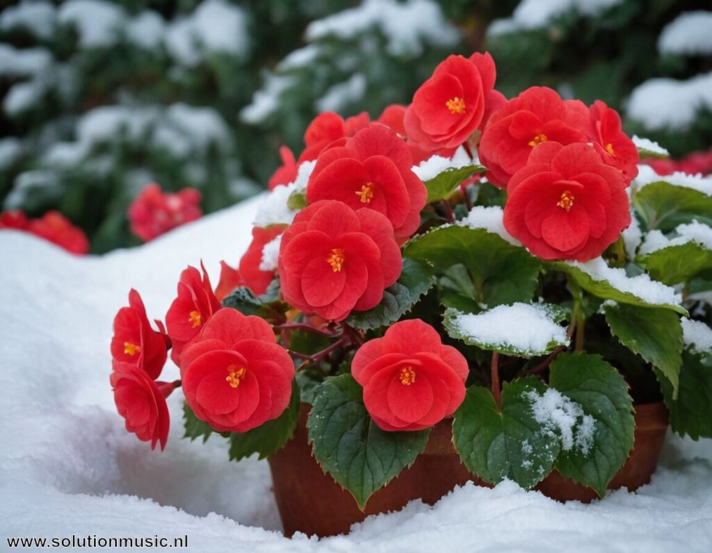 Overwinteren begonia » Houd je begonia levendig