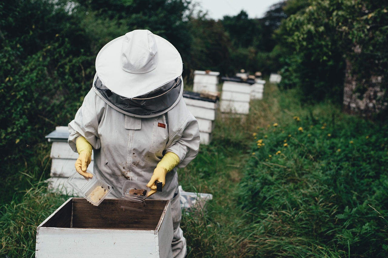 apiary, bee, bee farm, beehive, beeswax, garden, harvest, honey, honeycomb, nature, lid, outdoors, people, protective gear, summer, vegetation, bee keeper, world bee day