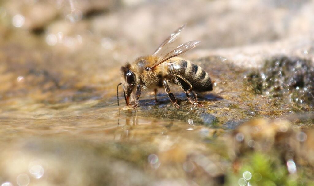 bee, drink, water, macro, drinking water, nature, drinking water, drinking water, drinking water, drinking water, drinking water