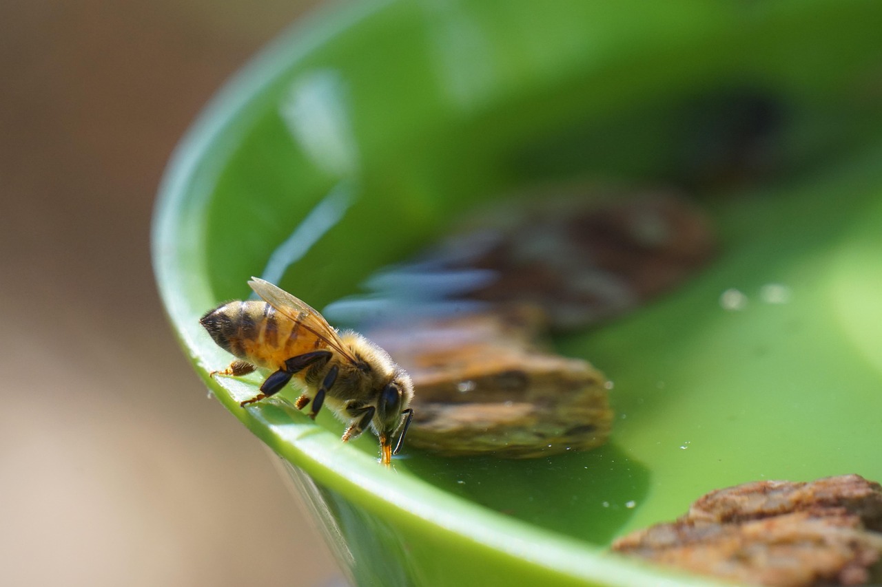 bee, insect, drinking, winged insect, wings, nature, hymenoptera, entomology, macro