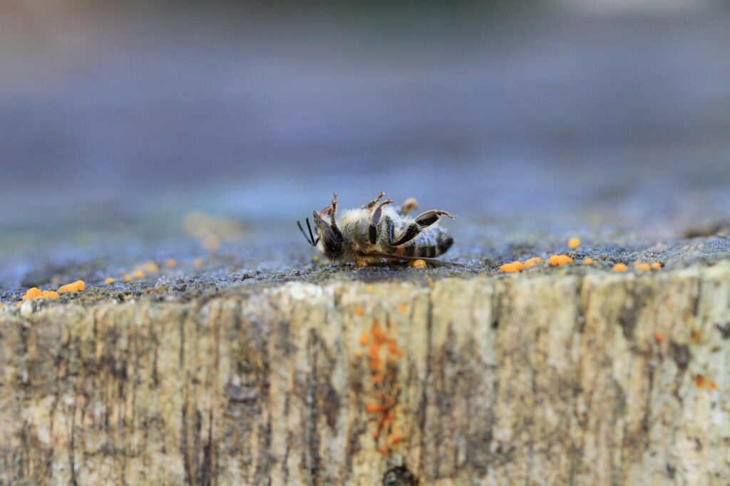 bee, dead, pesticides, macro, varroa, insects, pollinator, garden, nature, honey, honeybee, pesticide, pesticides, pesticides, pesticides, pesticides, varroa, pesticide, pesticide, pesticide, pesticide, pesticide