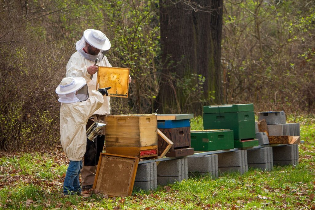 beekeeper, bees, offspring, beehive, honey bee, bee keeping, honeycomb, honey bees, bee colony, bee, beekeeping, honey, big, small, lesson, beekeeper, beekeeper, beekeeper, beekeeper, bees, beehive, honey bee, bee keeping, beekeeping, beekeeping, beekeeping, beekeeping, honey, honey, honey, honey, honey