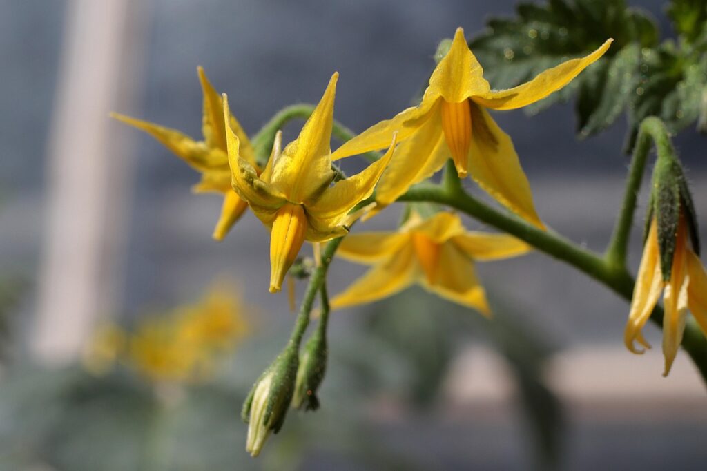 tomato plant, blossom, bloom, tomato blossom, food, tomato plant, tomato blossom, tomato blossom, tomato blossom, tomato blossom, tomato blossom