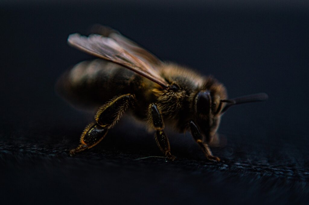 bee, wings, hair, focus, eye, macro, bee, bee, bee, bee, bee, focus, focus