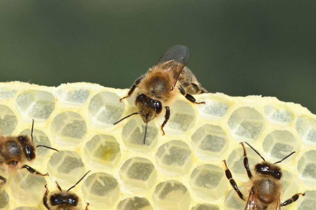 bees, breeding, eggs, larvae, european honey bees, honeycomb, beehive, apiary, insects, beekeeping, nature, animals, apis mellifera, western honey bee, carniolan honey bee