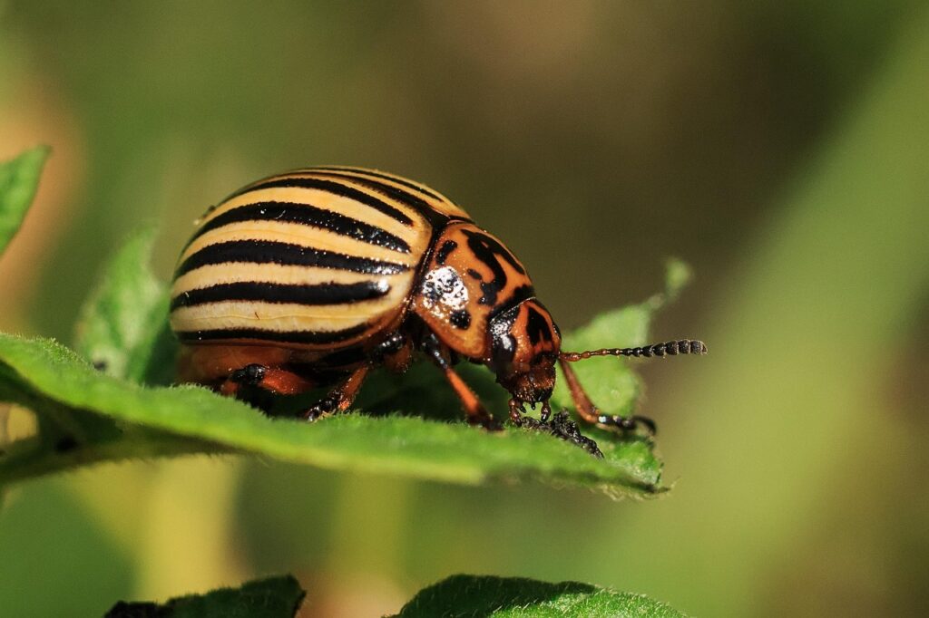 colorado, pests, beetle, potatoes, striped, colorado beetle, vegetable garden, spoil, summer, nature, agriculture, close-up, backyard, farming