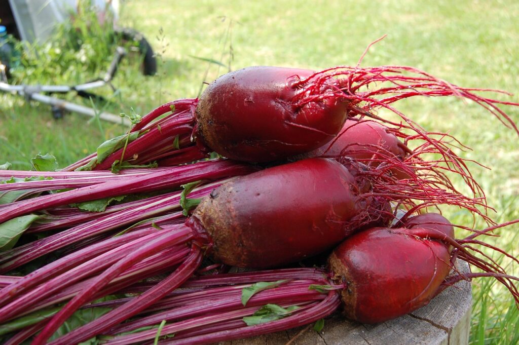 beet, plant, red, vegetable, from the garden, tops, vegetable garden, nature, harvest