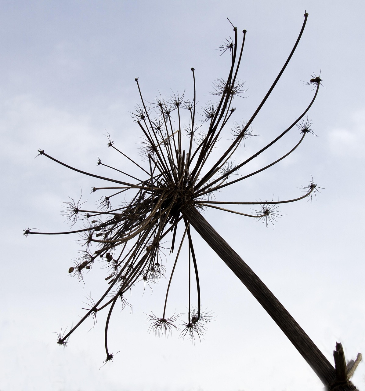 bear claw, withered, peeled, dry, herb