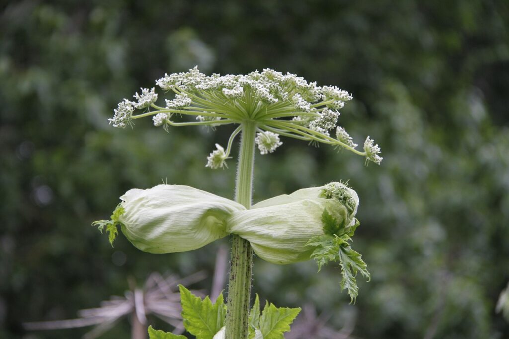 nature, bear claw, green, plant, white, denmark, poisonous, beautiful