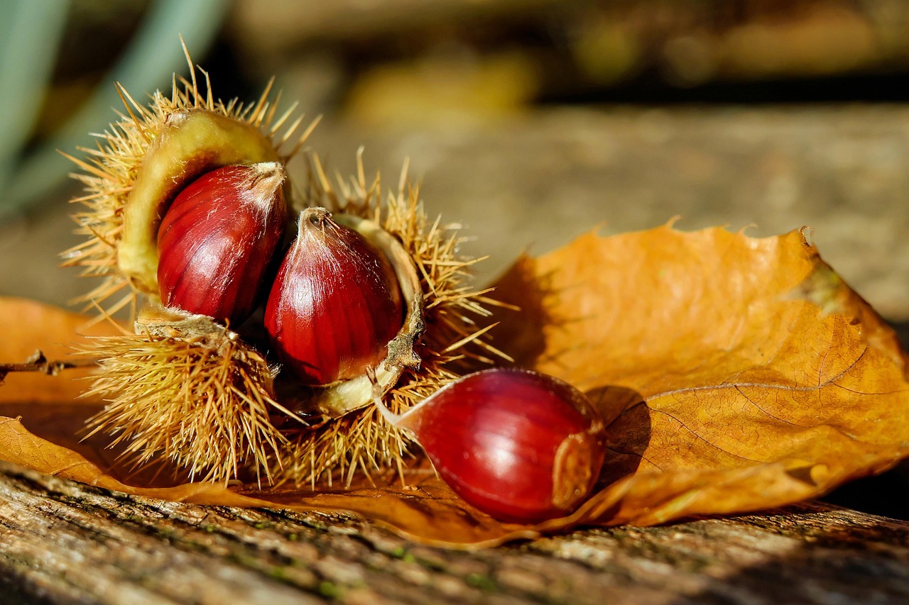 chestnut, sweet chestnut, chestnuts, fruit, nature, brown, edible, specialty, food, plant, prickly, autumn decoration
