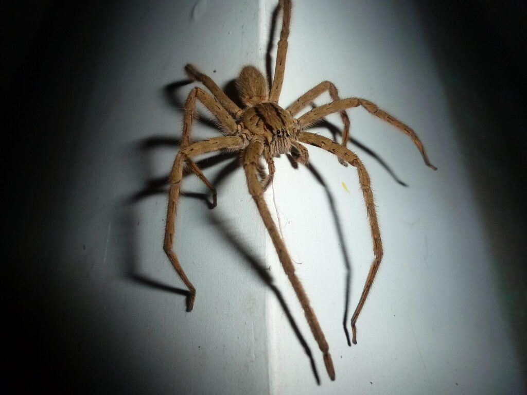spider, wolf spider, insect, arachnid, night, darkness, beast, spider, wolf spider, wolf spider, wolf spider, wolf spider, wolf spider