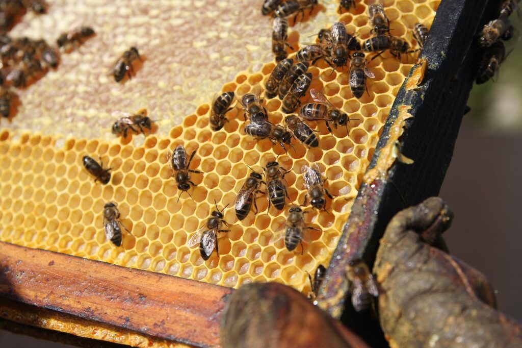 bee, hive, cell, honey, wax, hive, hive, hive, hive, hive, honey