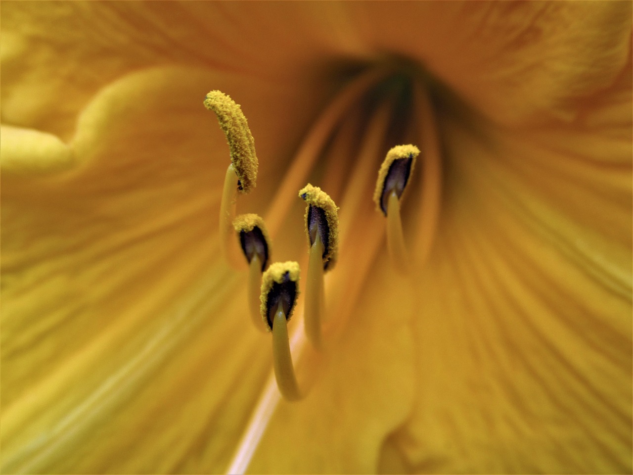 nature, flower wallpaper, flower, beautiful flowers, flower background, seads, yellow, summer, flora, petals