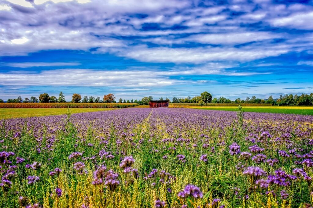 agriculture, landscape, field, rural, nature, summer, clouds, heaven, environment, meadow, phacelia, arable crop, tufted beautiful, landscape, phacelia, phacelia, phacelia, phacelia, phacelia