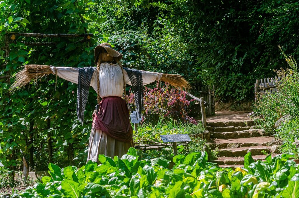 garden, nature, scarecrow, chard, vegetable, plantation, harvest
