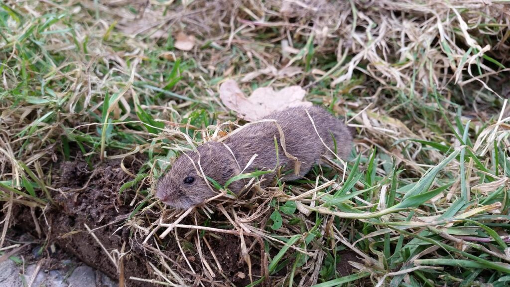 vole, rodent, animal, nature, field
