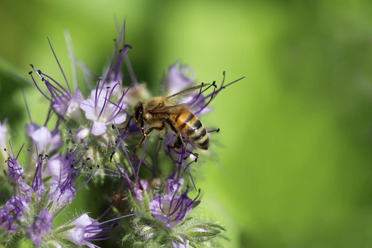 bee, honey bee, insect, tufted flower, bee friend, phacelia, pollinate, pollination