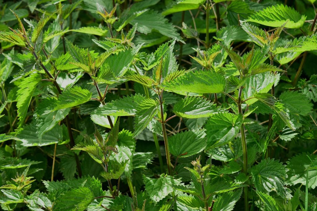 nettle, urtica, urticaceae, plant, burn, nature, botany, small nettle, urtica urens, pus nettle, herb, medicinal herb, medicinal plant, naturopathy, herbal medicine, green, weed, wild herb, leaf, nettle leaf, meadow herbs, burning hair, meadow, nettle, nettle, nettle, nettle, nettle, herbal medicine, weed, weed