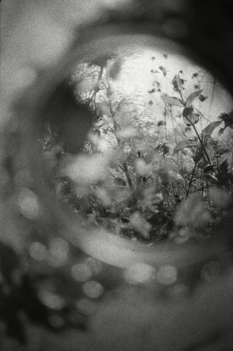 Close-up view of plants through a circular opening