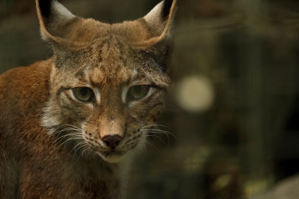 lynx, animal, predator, european lynx, wildcat, carnivores, nature, head, zoo, family cats, dangerous