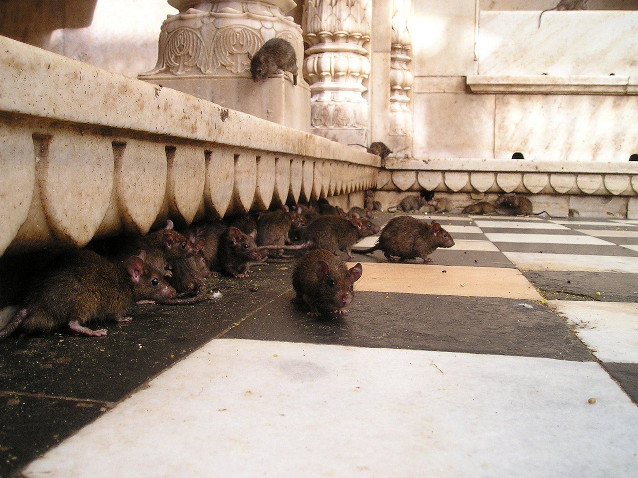 india, rat temple, rats, holy, rat temple, rats, rats, rats, rats, rats